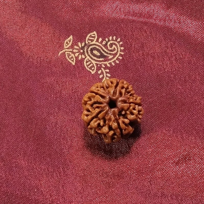 5 Mukhi Rudraksha naturale - 5 facce 2,74 gr