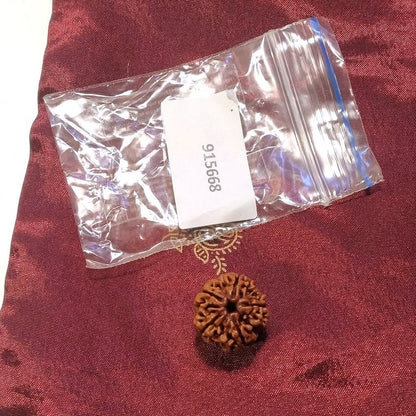 5 Mukhi Rudraksha naturale - 5 facce 2,74 gr