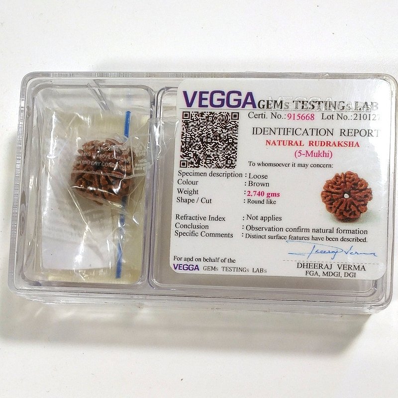 5 Mukhi Rudraksha naturale - 5 facce 2,74 gr