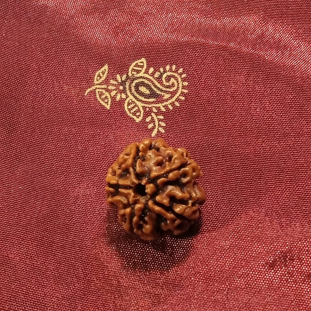 5 Mukhi Rudraksha naturale - 5 facce 2,84 gr