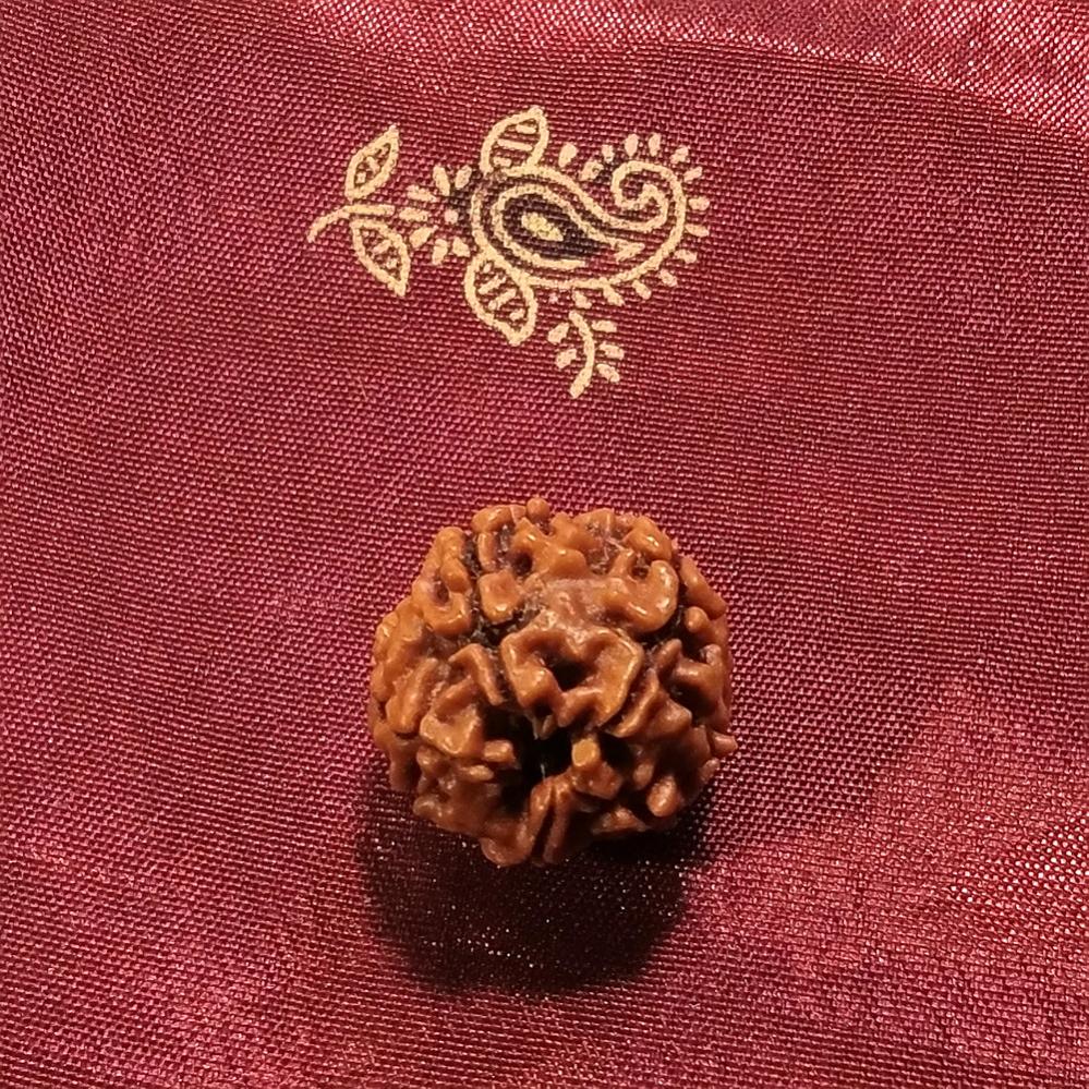 4 Mukhi Rudraksha naturale - 4 facce 2,4 gr