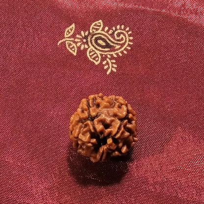 4 Mukhi Rudraksha naturale - 4 facce 2,4 gr