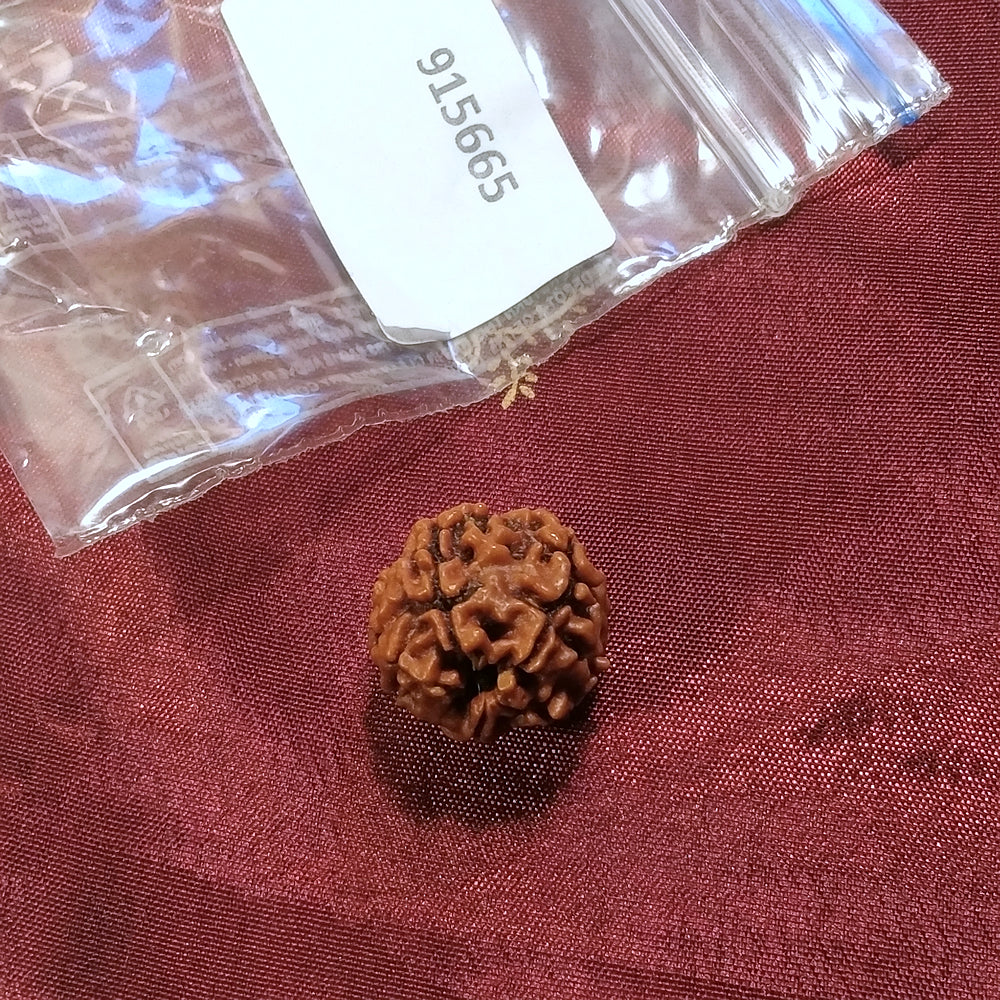 4 Mukhi Rudraksha naturale - 4 facce 2,4 gr