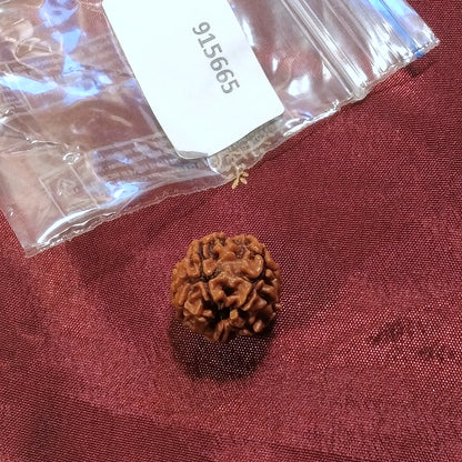 4 Mukhi Rudraksha naturale - 4 facce 2,4 gr