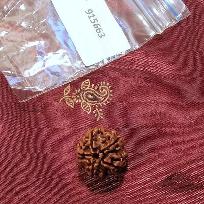 4 Mukhi Rudraksha naturale - 4 facce 2,2 gr