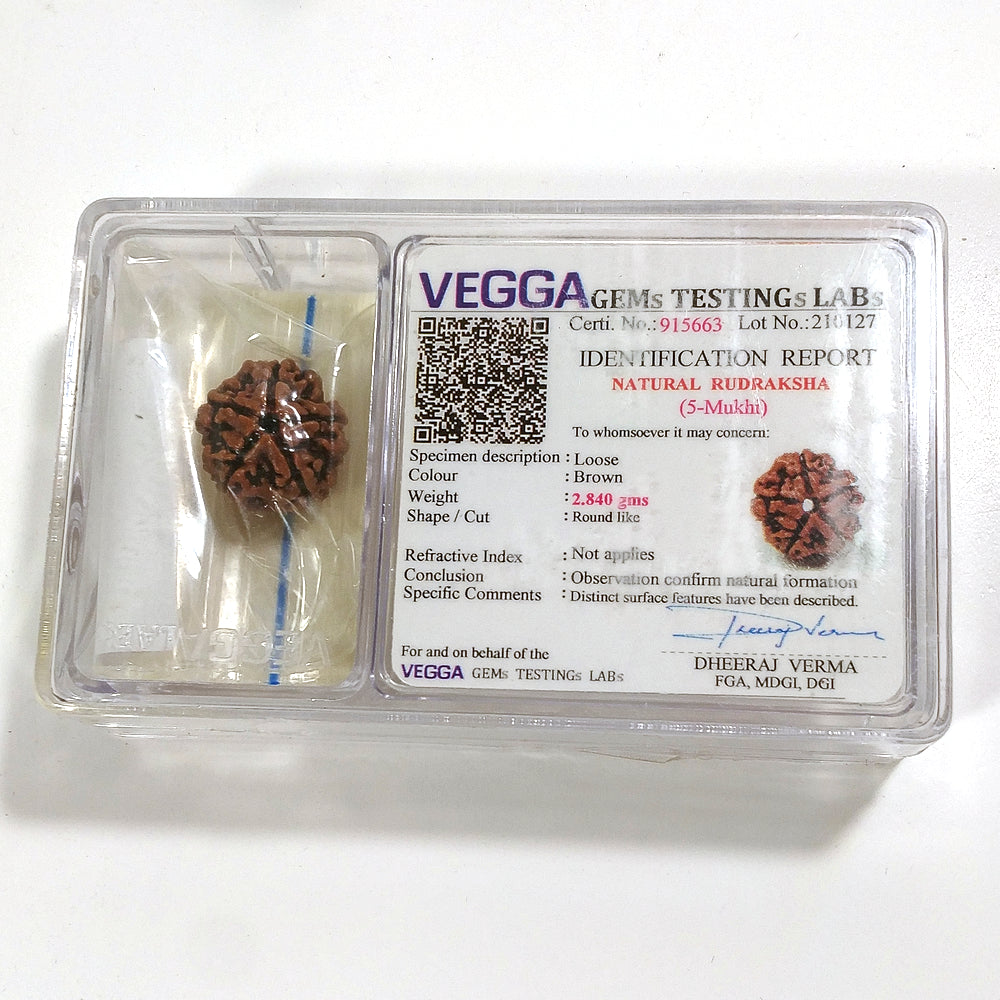 5 Mukhi Rudraksha naturale - 5 facce 2,84 gr