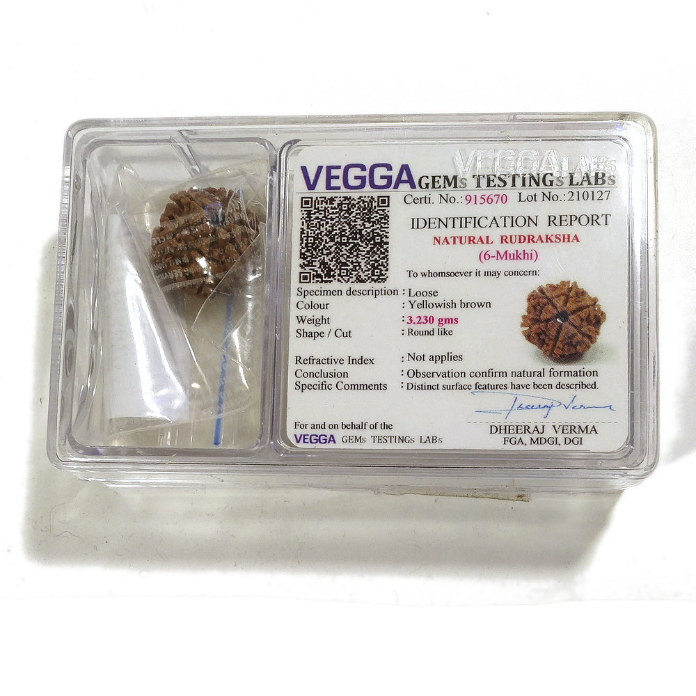 6 Mukhi Rudraksha naturale - 6 facce 3,23 gr