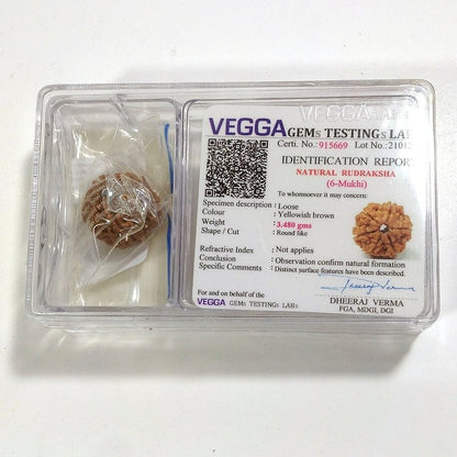 6 mukhi Rudraksha naturale - 6 facce 3,48 gr
