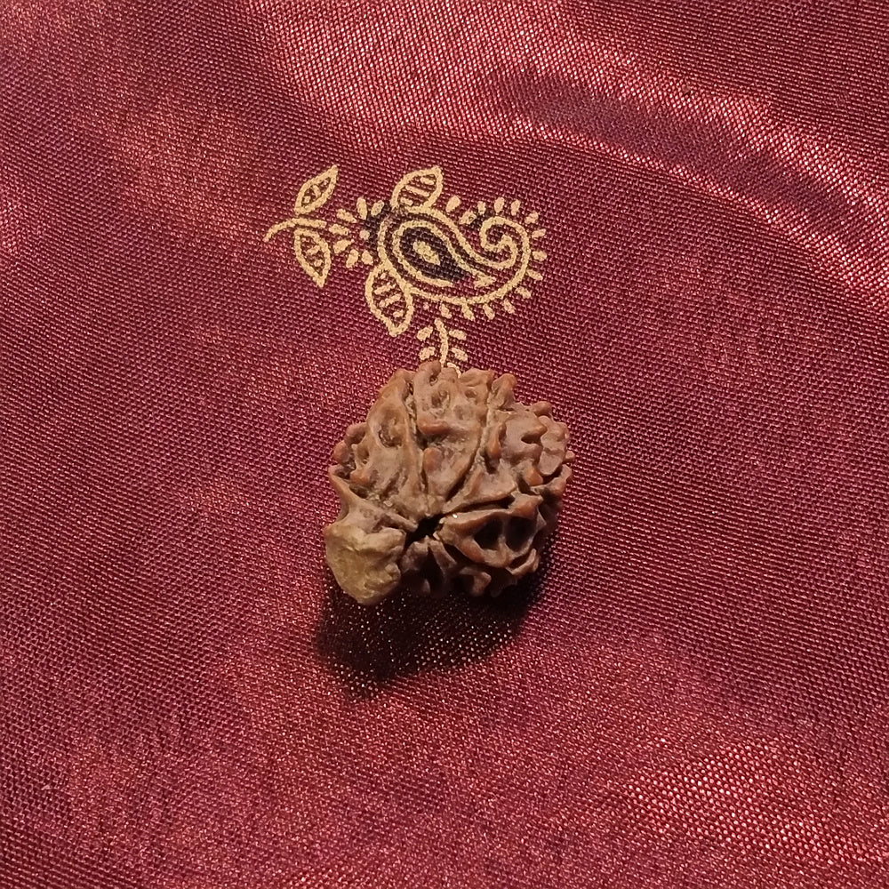 7 mukhi Rudraksha naturale - 7 facce 1,88 gr