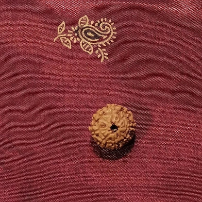 8 Mukhi Rudraksha naturale - 8 facce 1,02 gr