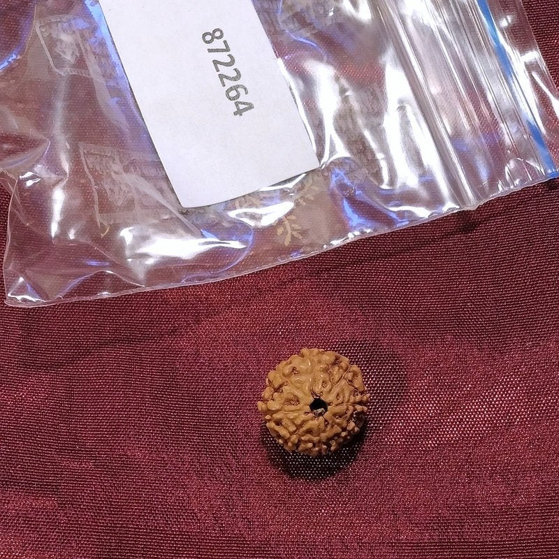 8 Mukhi Rudraksha naturale - 8 facce 1,02 gr