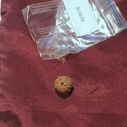 8 Mukhi Rudraksha naturale - 8 facce 0,6 gr