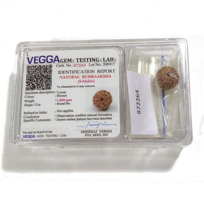 8 Mukhi Rudraksha naturale - 8 facce 1,02 gr