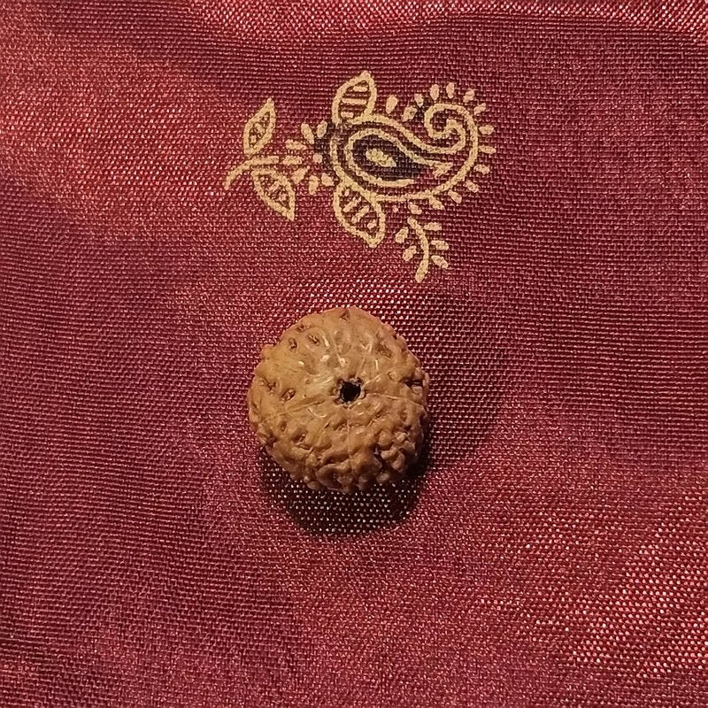 9 Mukhi Rudraksha naturale - 9 facce 0,91 gr