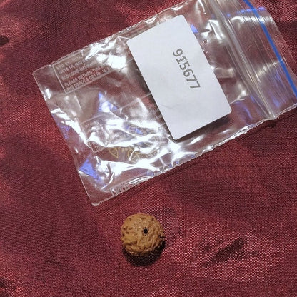 9 Mukhi Rudraksha naturale - 9 facce 0,91 gr