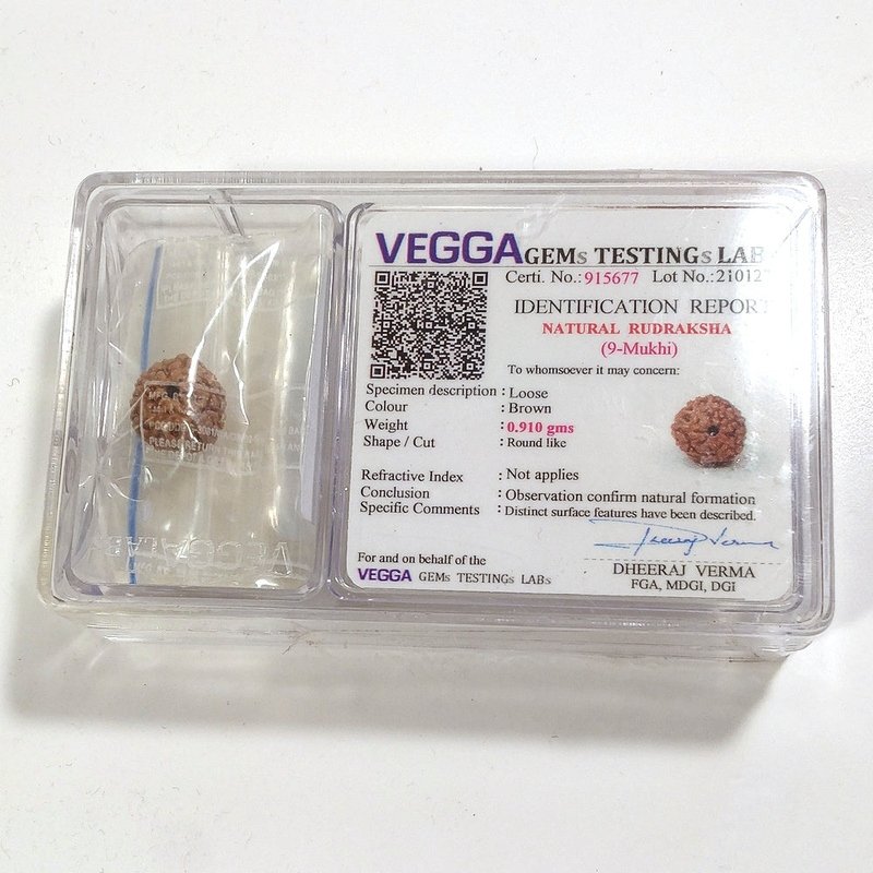 9 Mukhi Rudraksha naturale - 9 facce 0,91 gr