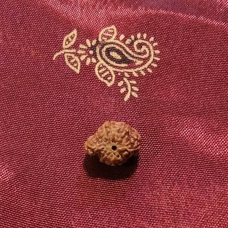 Ganesh Rudraksha naturale - 0,32 gr