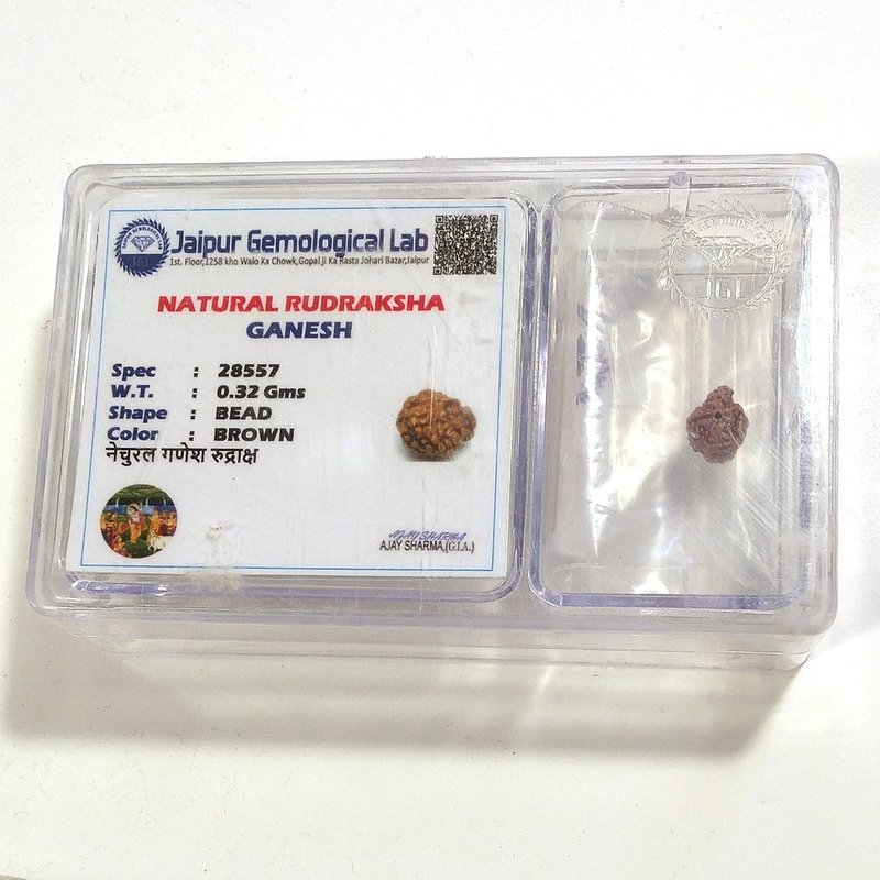 Ganesh Rudraksha naturale - 0,32 gr