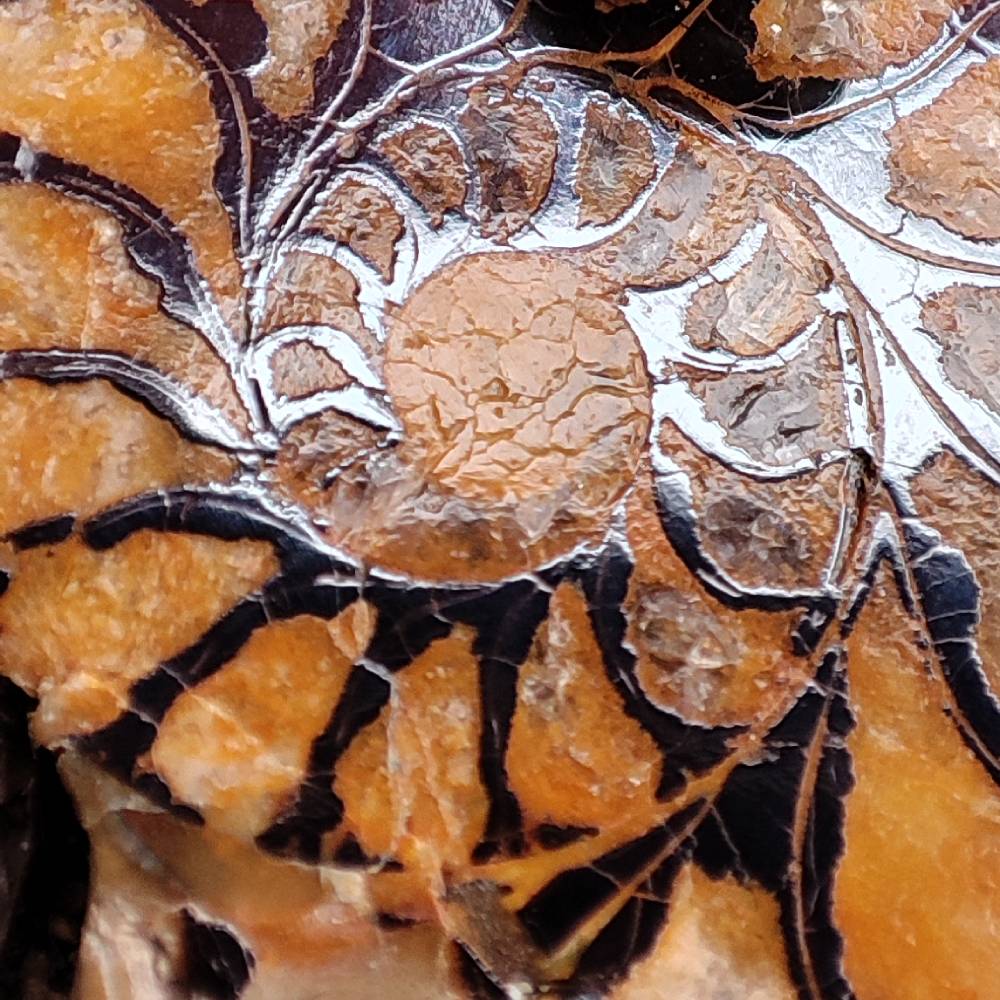 Anello artigianale Ammonite fossile e rubino in argento 925 - Pezzo unico