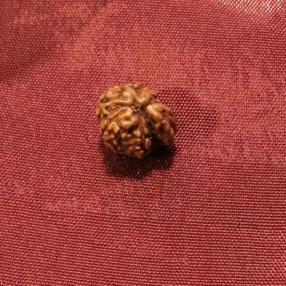 Ganesh Rudraksha naturale - 0,40 gr