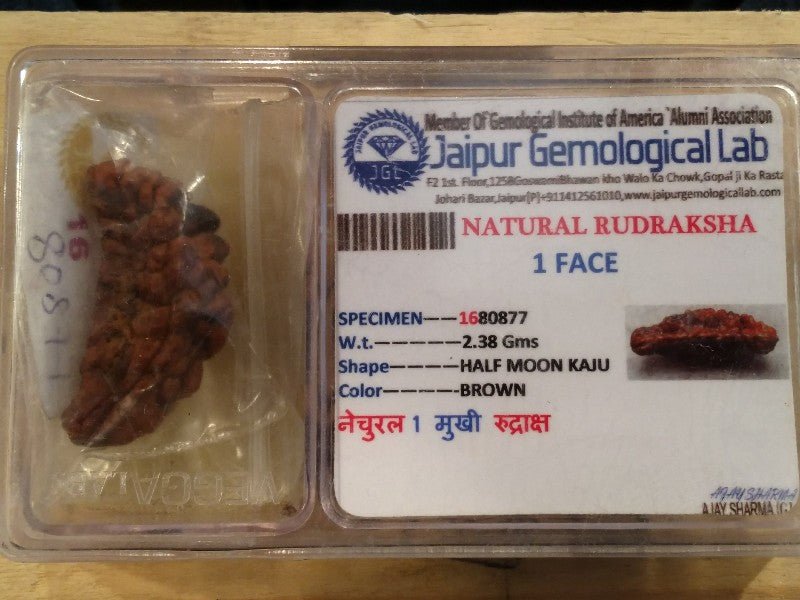 Rudraksha certificata - 1 Mukhi 2,38gr