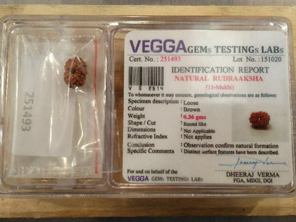 Rudraksha certificata - 13 Mukhi 0,36gr