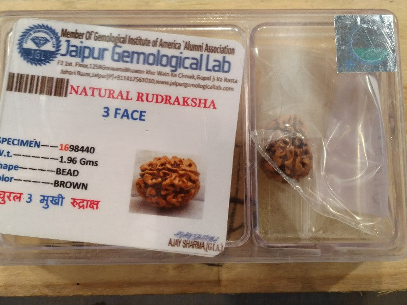 Rudraksha certificata - 3 Mukhi 1,96 gr