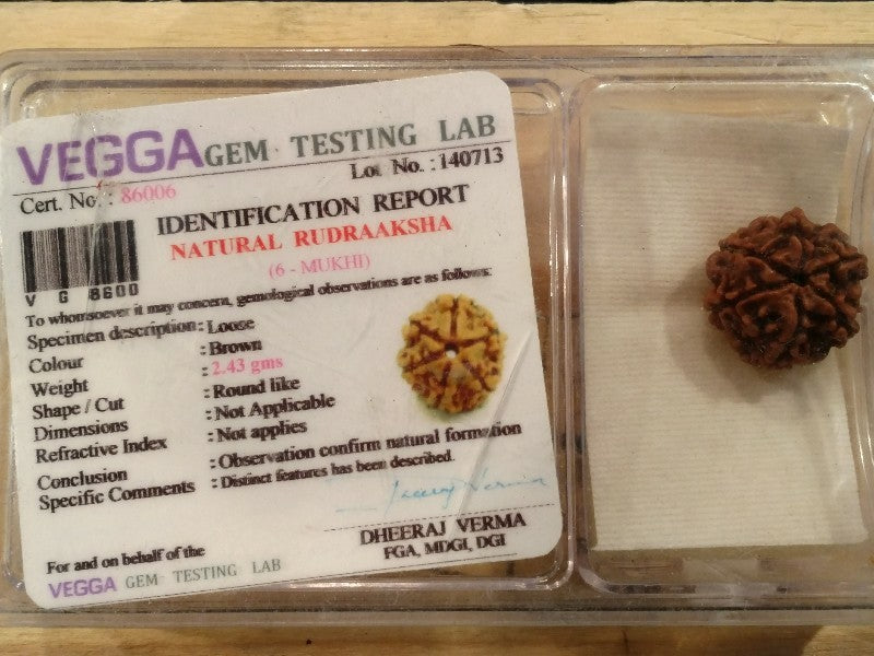 Rudraksha certificata - 6 Mukhi 2,43gr