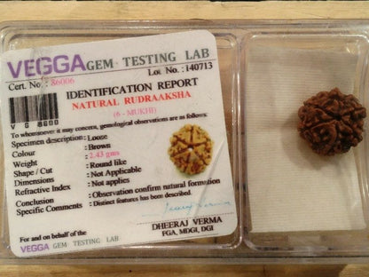 Rudraksha certificata - 6 Mukhi 2,43gr