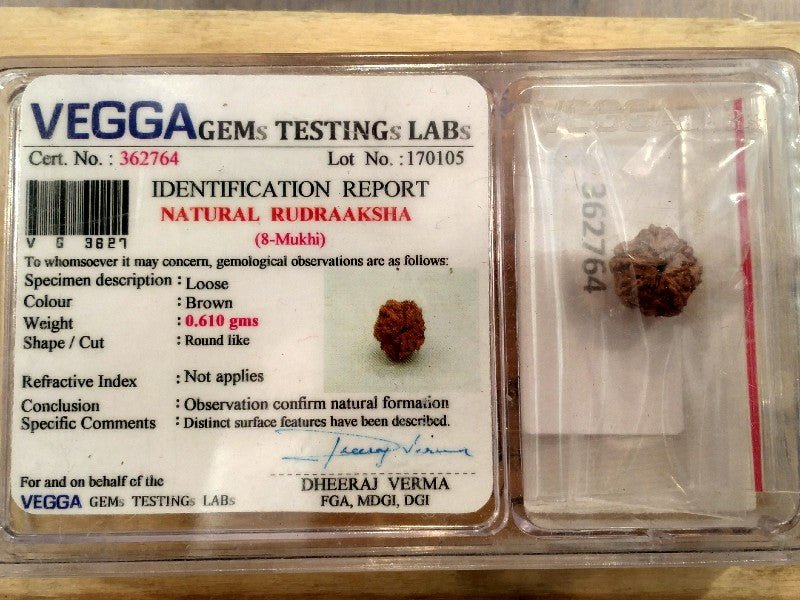 Rudraksha certificata - 8 Mukhi 0,61 gr