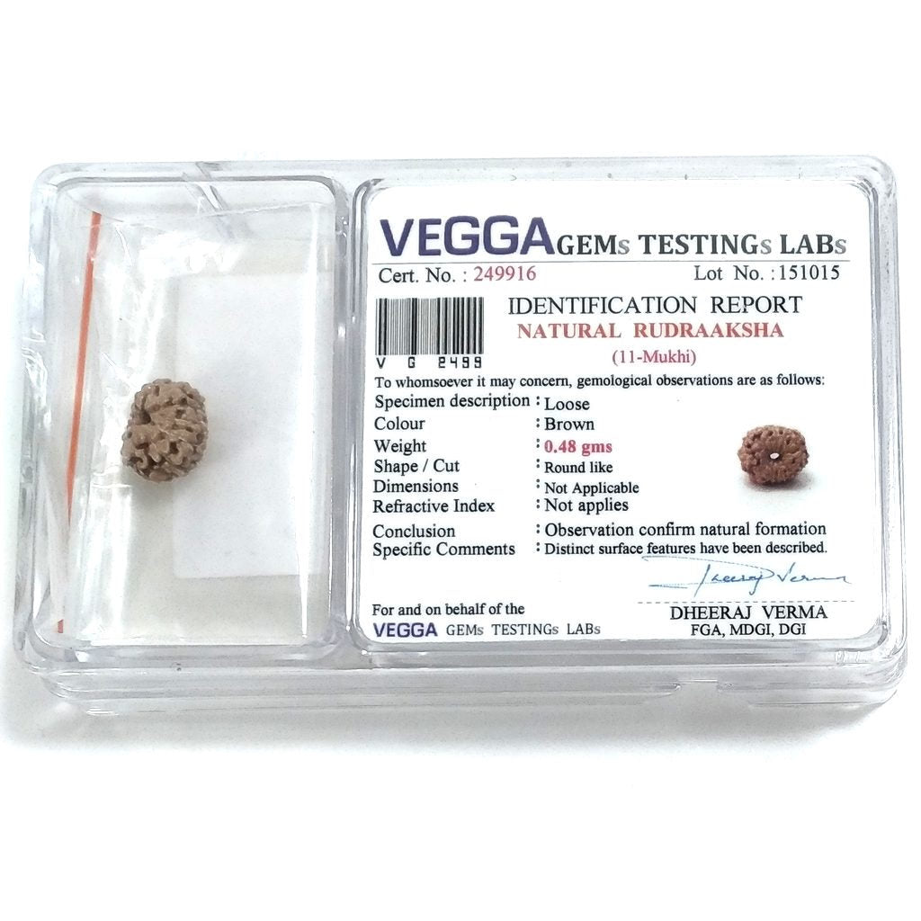 Rudraksha certificata - 11 Mukhi 0.48 gr