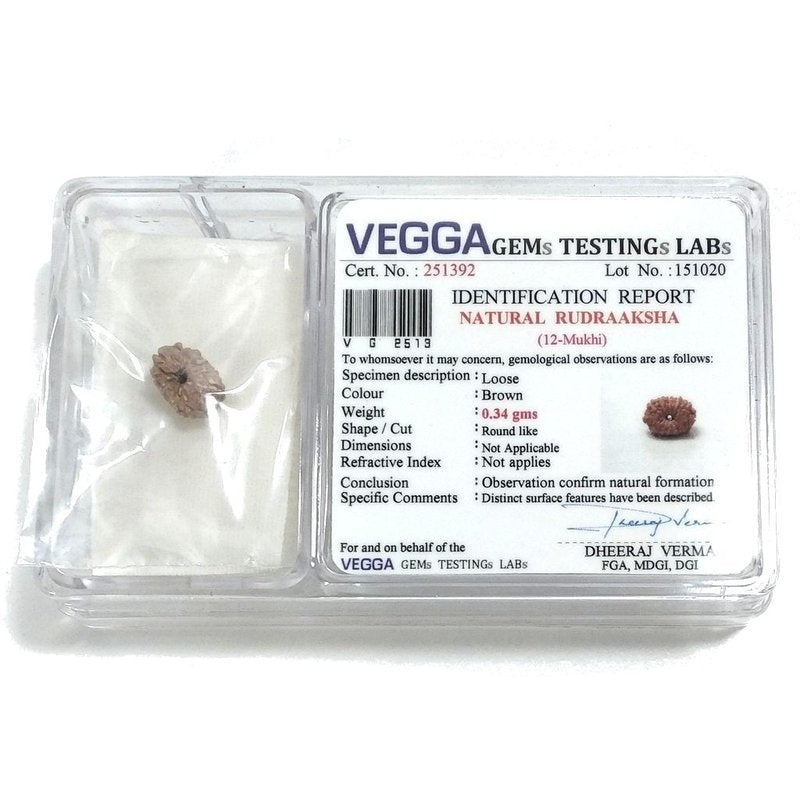 Rudraksha certificata - 12 Mukhi 0,34gr