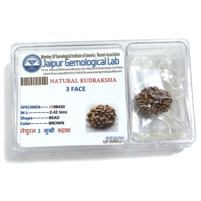 Rudraksha certificata - 3 Mukhi 2,42gr