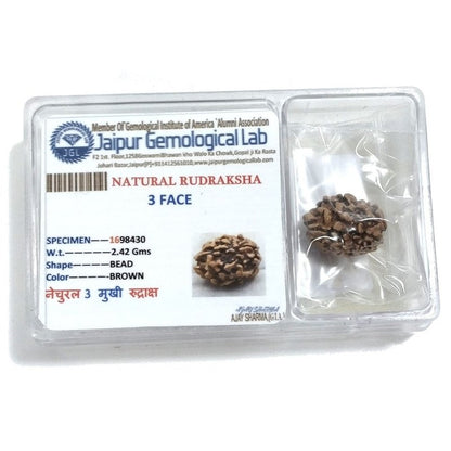Rudraksha certificata - 3 Mukhi 2,42gr