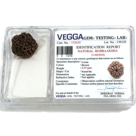 Rudraksha certificata - 5 Mukhi 3,21 gr