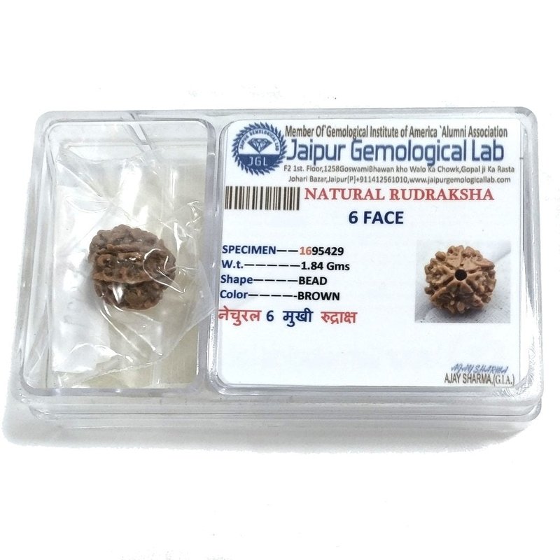 Rudraksha certificata - 6 Mukhi 1,84 gr
