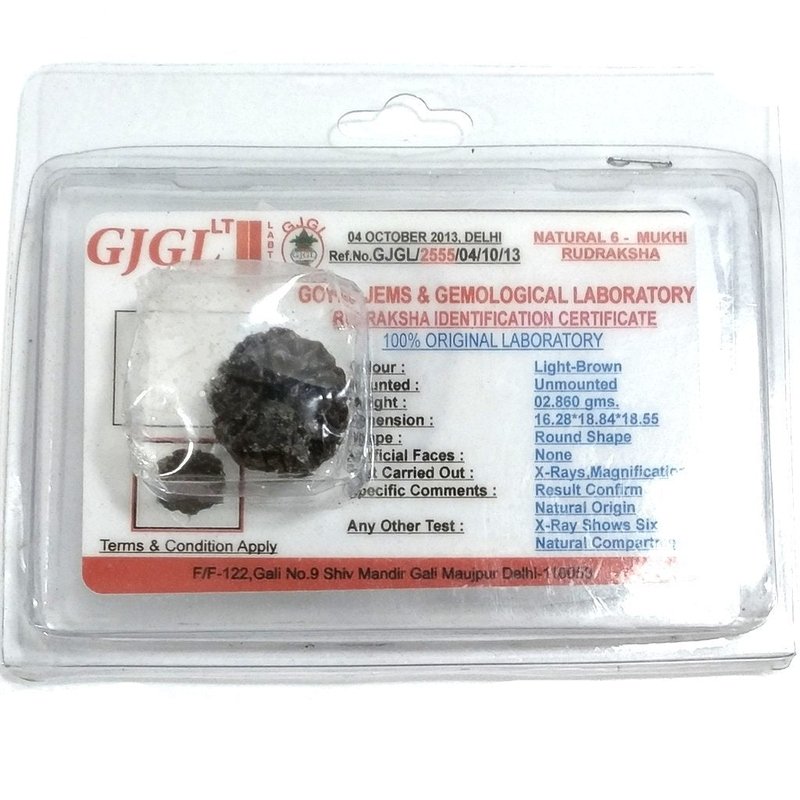 Rudraksha certificata - 6 Mukhi 2,86gr