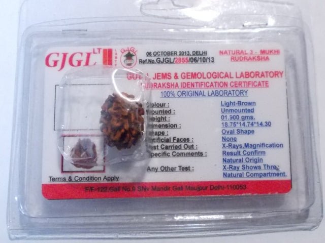 Rudraksha certificata - 3 Mukhi 1,90 gr