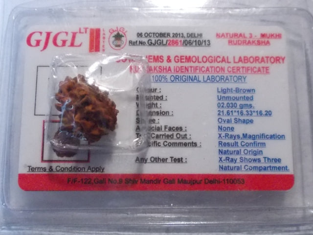 Rudraksha certificata - 3 Mukhi 2,03 gr