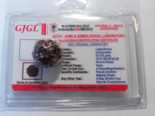 Rudraksha certificata - 5 Mukhi 3,87gr