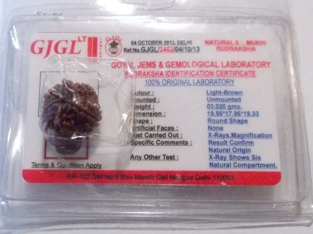 Rudraksha certificata - 6 Mukhi 3,02gr