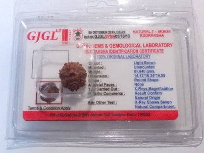 Rudraksha certificata - 7 Mukhi 1,64gr