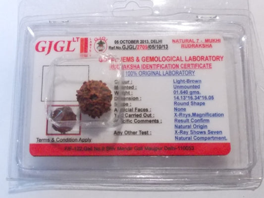 Rudraksha certificata - 7 Mukhi 1,64gr